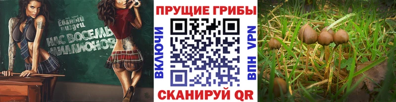 Псилоцибиновые грибы GOLDEN TEACHER  hydra ссылка  Отрадная 